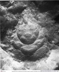 Historisches Foto von Gastrosacus levocardiacus (Robins, Feldmann & Schweitzer, 2013) (NHMW-AFW-GEO-BACHMAYER-FOTO-1990-0041-0298)